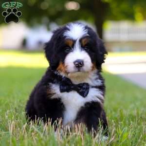 Rambo, Mini Bernedoodle Puppy